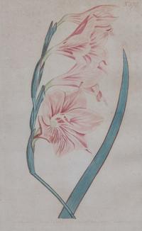 Two Pairs of Botanical Prints Dimensions of larger Height 8 1/4 x width 5 1/4 inches. — 20TH CENTURY