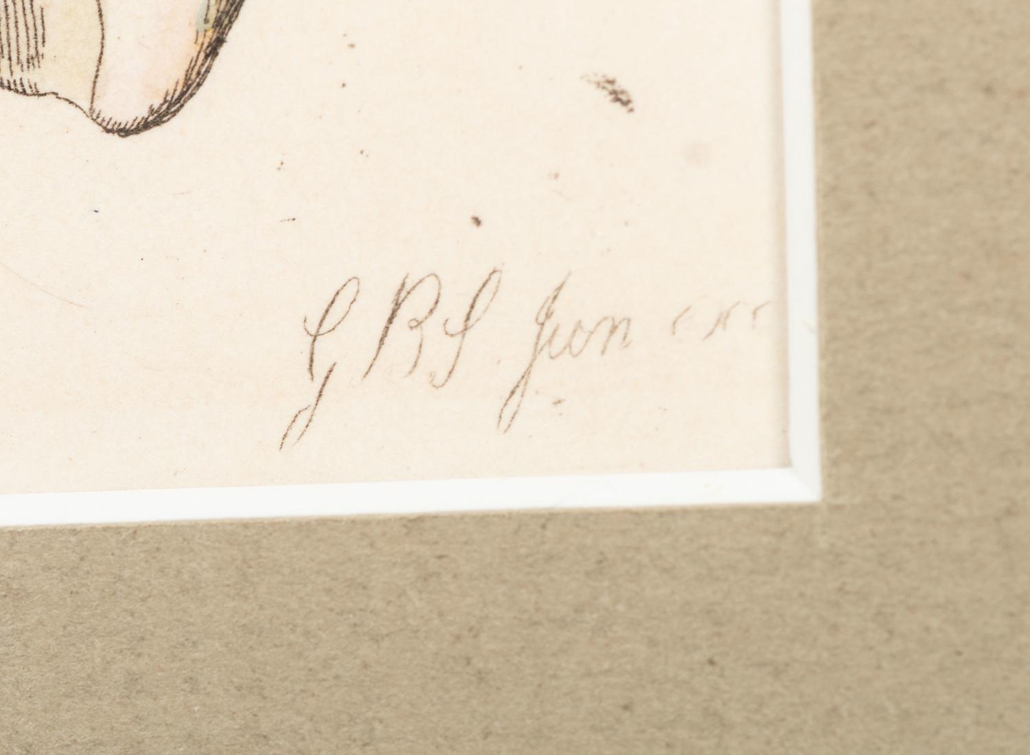 Thirteen Hand-Colored Shell Engravings