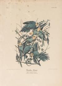 Seven Framed Bird Engravings