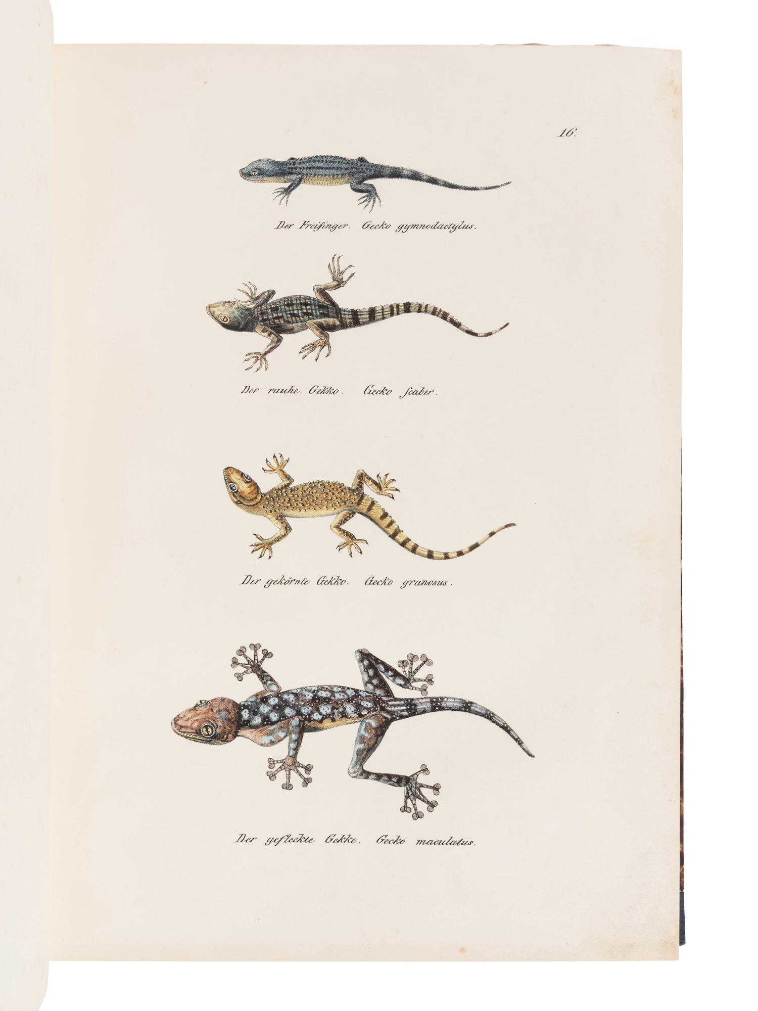 SCHINZ, Heinrich Rudolf (1777-1861). Naturgeschichte und Abbildungen der Reptilien . Zurich: Schaffhausen, 1833.