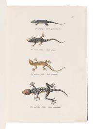 SCHINZ, Heinrich Rudolf (1777-1861). Naturgeschichte und Abbildungen der Reptilien . Zurich: Schaffhausen, 1833.