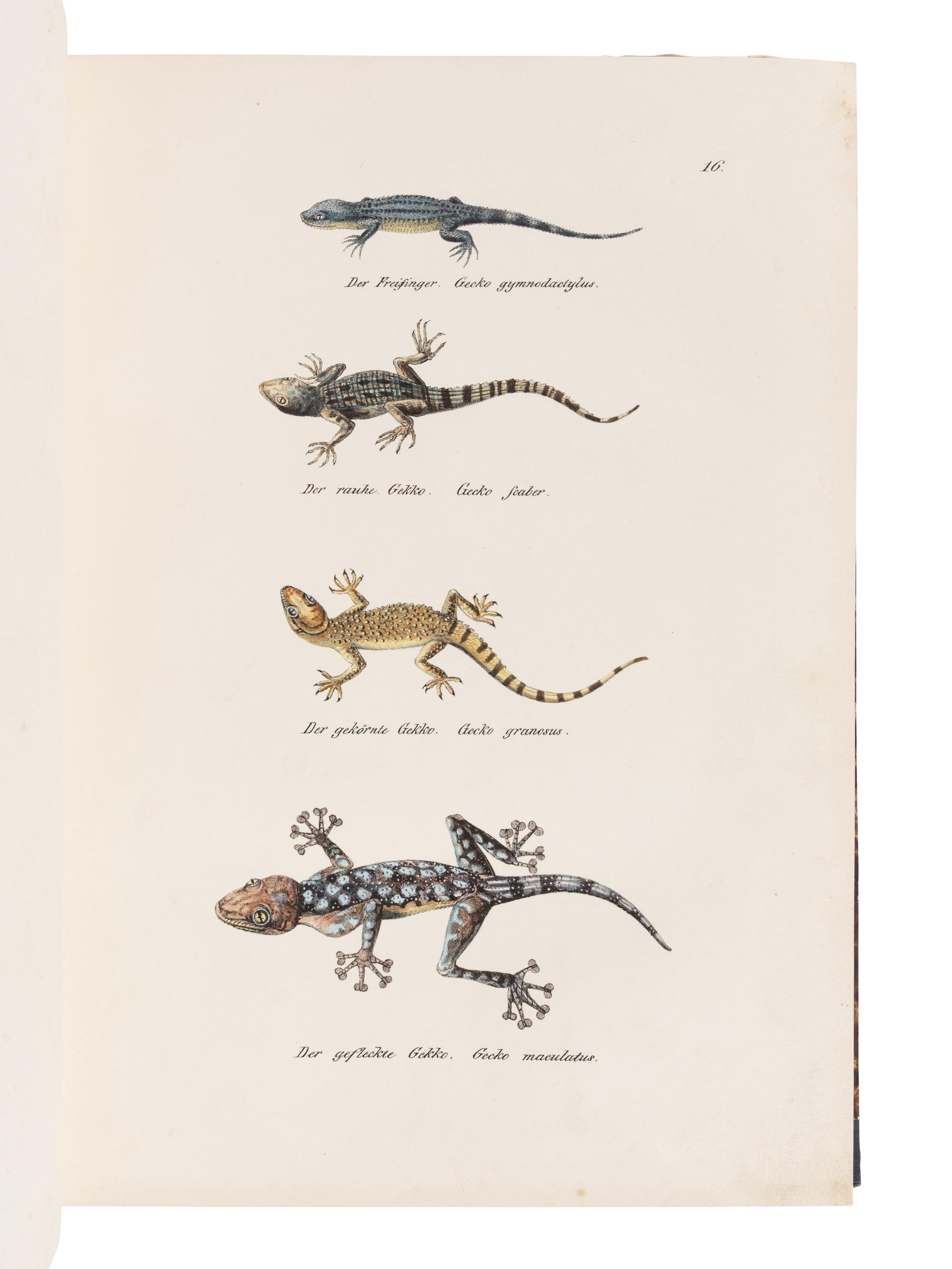 SCHINZ, Heinrich Rudolf (1777-1861). Naturgeschichte und Abbildungen der Reptilien . Zurich: Schaffhausen, 1833.