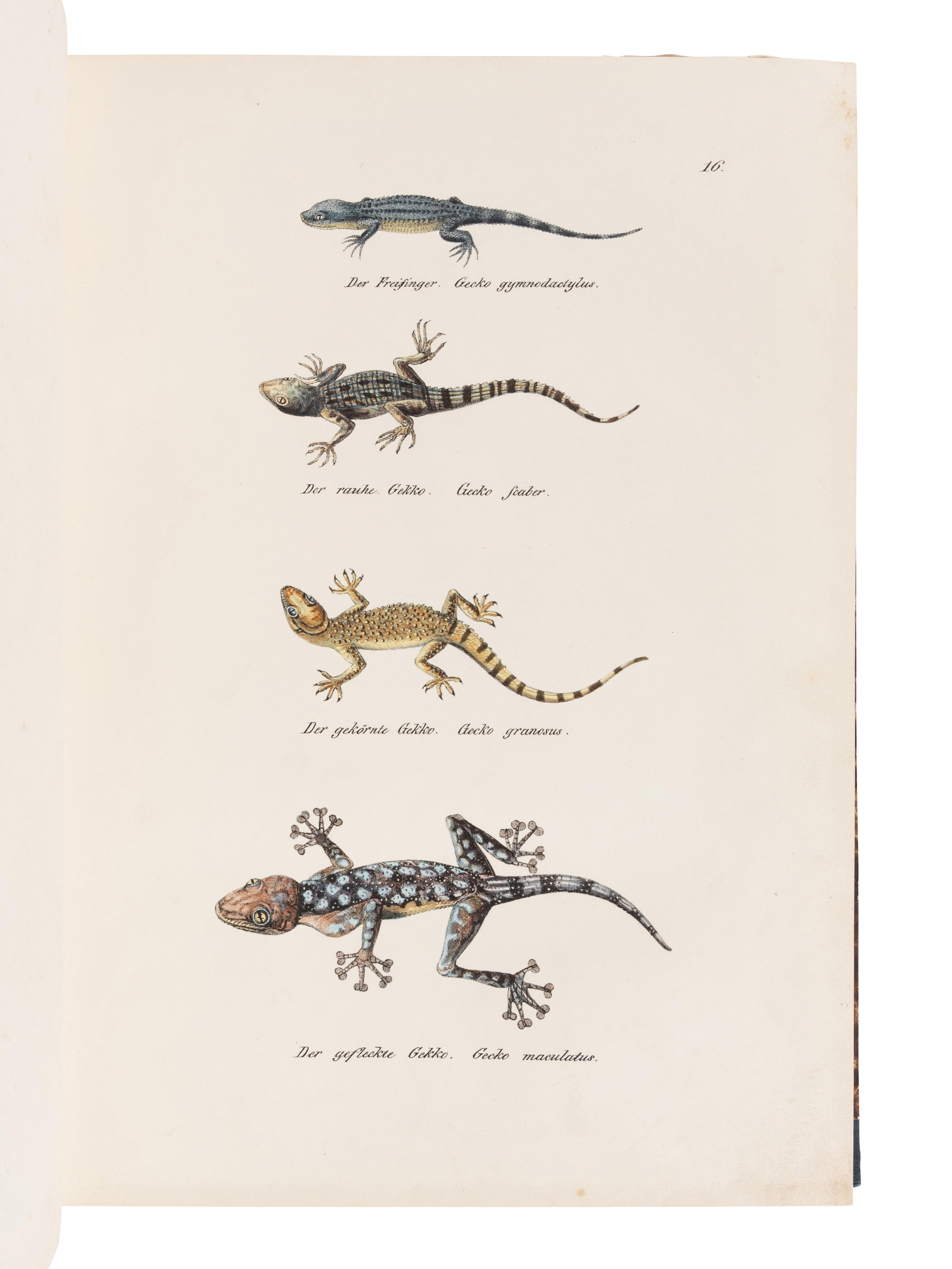 SCHINZ, Heinrich Rudolf (1777-1861). Naturgeschichte und Abbildungen der Reptilien . Zurich: Schaffhausen, 1833.