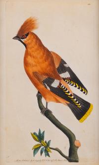 A Set of Four Hand-Colored Orinithological Engravings After Frederick Nodder — 19TH CENTURY