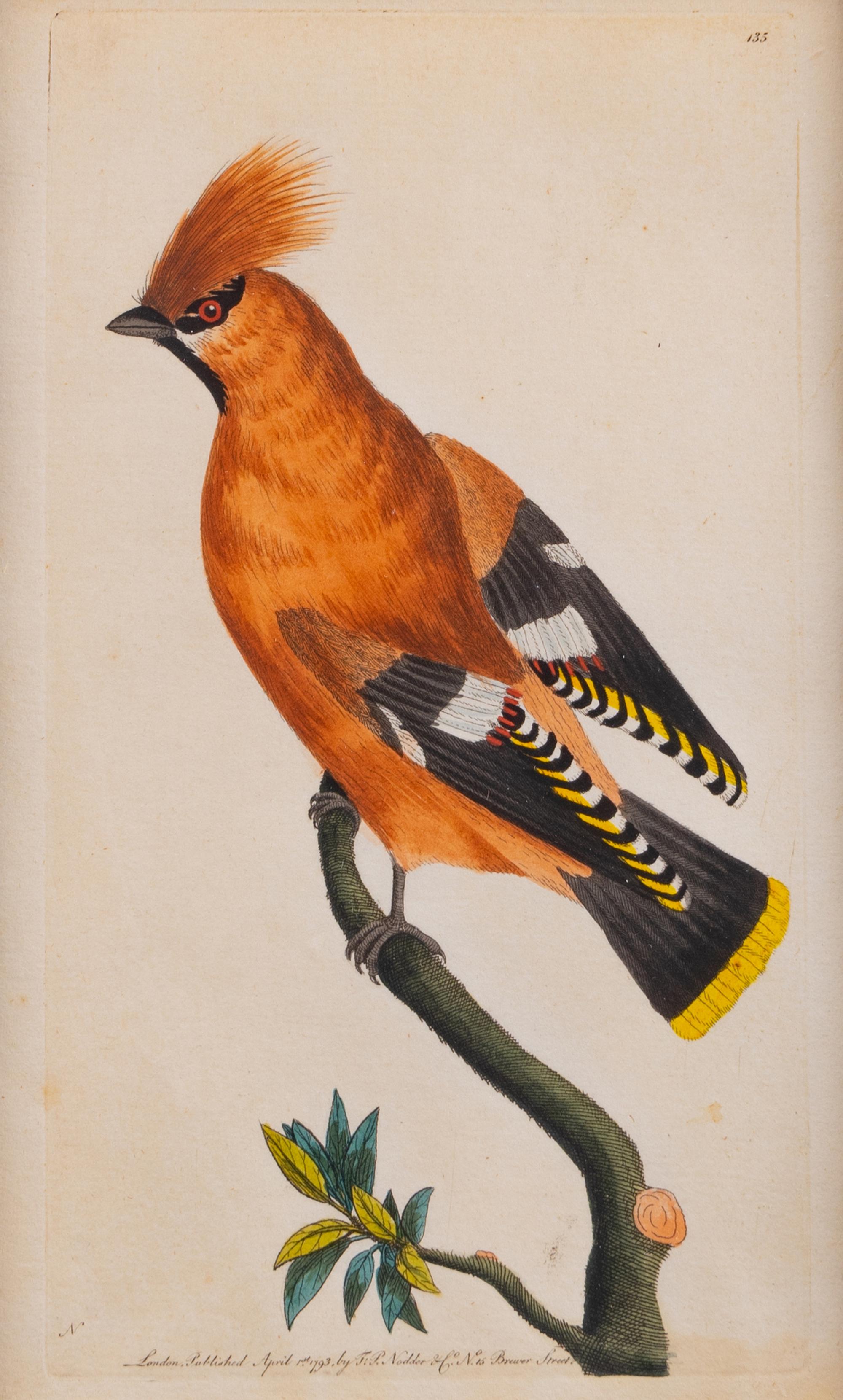 A Set of Four Hand-Colored Orinithological Engravings After Frederick Nodder — 19TH CENTURY