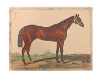 Eight Hand Colored Animal Engravings Height 10 1/2 x width 13 1/4 inches (largest) — LATE 19TH/EARLY 20TH CENTURY