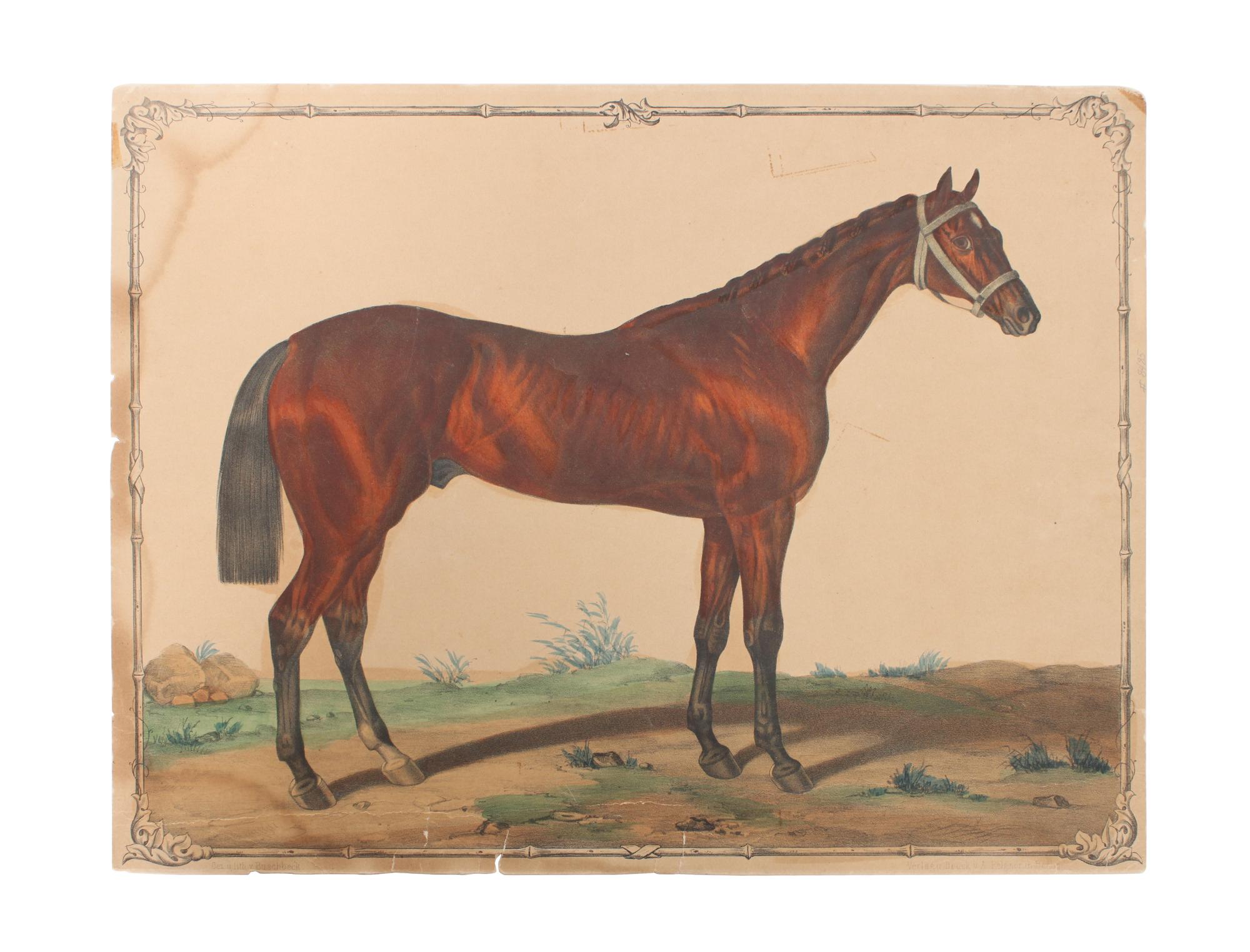 Eight Hand Colored Animal Engravings Height 10 1/2 x width 13 1/4 inches (largest) — LATE 19TH/EARLY 20TH CENTURY