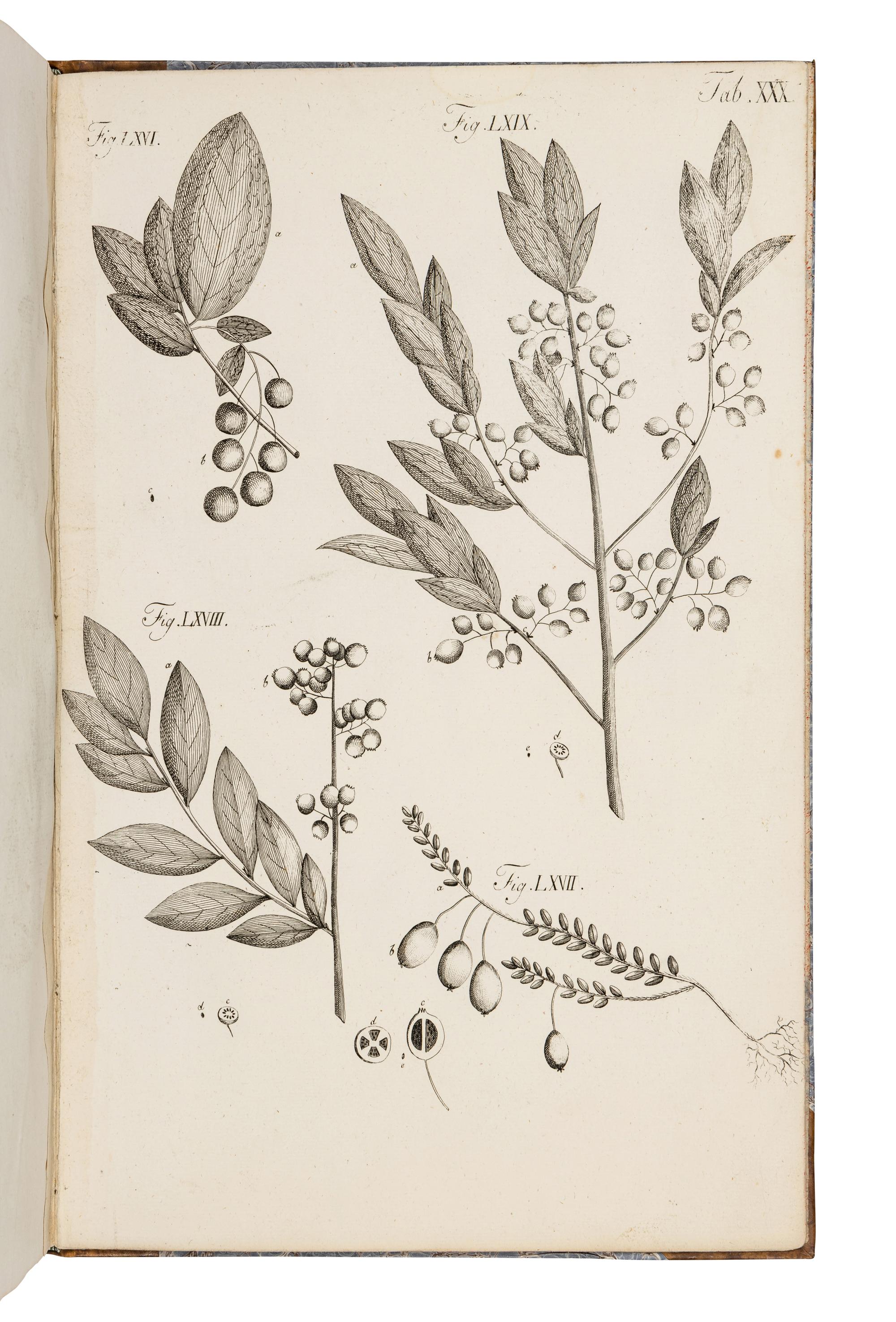 WANGENHEIM, Friedrich Adam Julius von (1749-1800). Beytrag zur teutschen holzgerechten Forstwissenschaft . Göttengen: J. C. Dieterich, 1787.