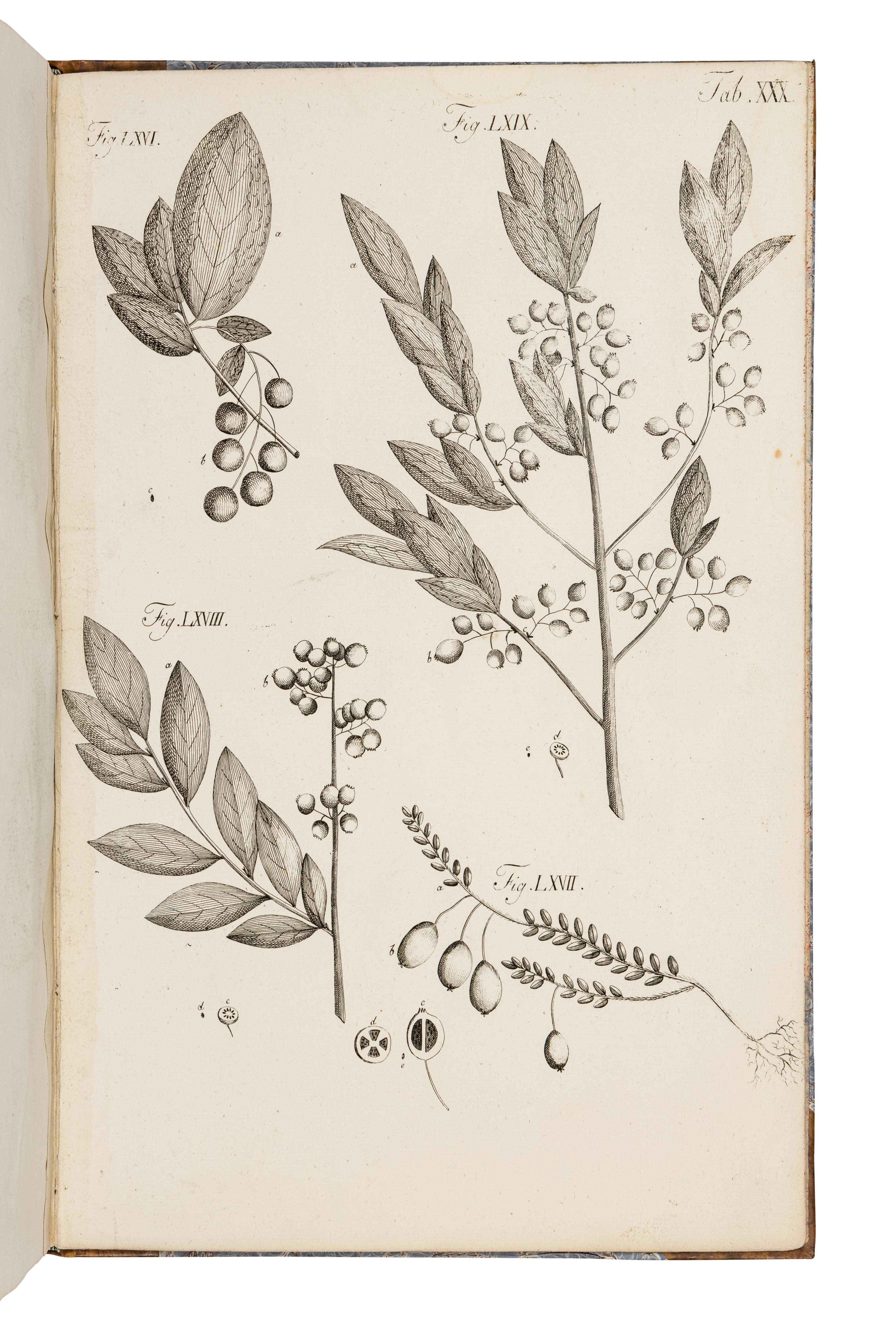 WANGENHEIM, Friedrich Adam Julius von (1749-1800). Beytrag zur teutschen holzgerechten Forstwissenschaft . Göttengen: J. C. Dieterich, 1787.