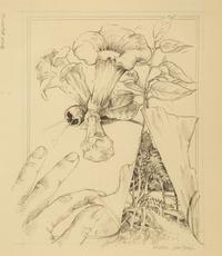 Trumpet Vine