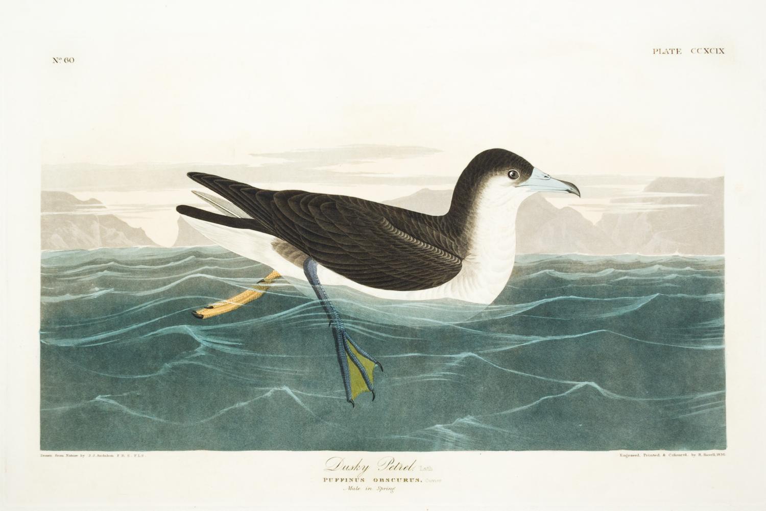 (AUDUBON, JOHN JAMES, after) HAVELL, ROBERT. Dusky Petrel. Engraving w/hand-coloring from The Birds of America, J. Whatman, 1836.