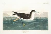 (AUDUBON, JOHN JAMES, after) HAVELL, ROBERT. Dusky Petrel. Engraving w/hand-coloring from The Birds of America, J. Whatman, 1836.