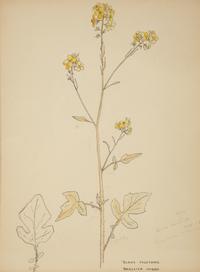 Eighteen Botanical Watercolors