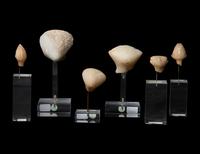 A Group of 6 Anatolian Marble Heads