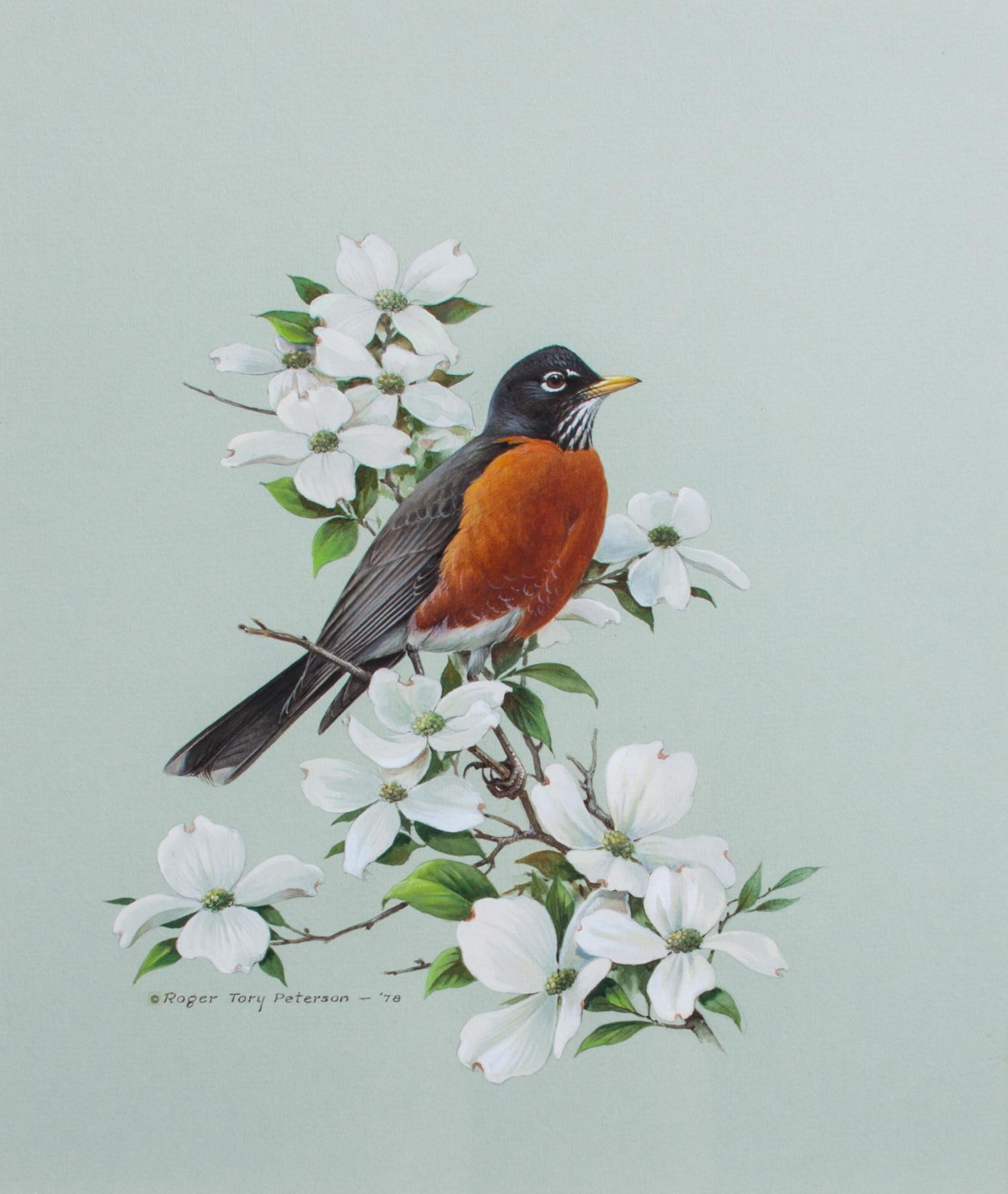 Roger Tory Peterson, (American, 1908-1996), Robin, 1978