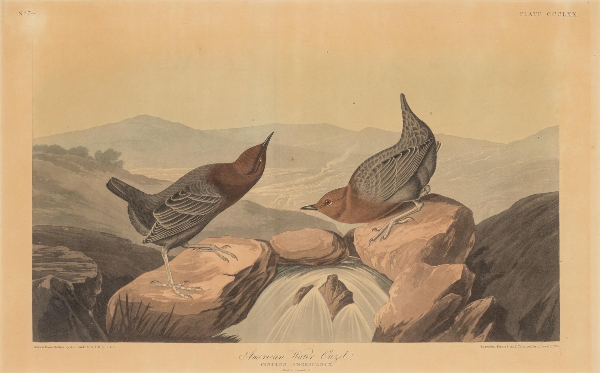 AUDUBON, John James (1785-1851)