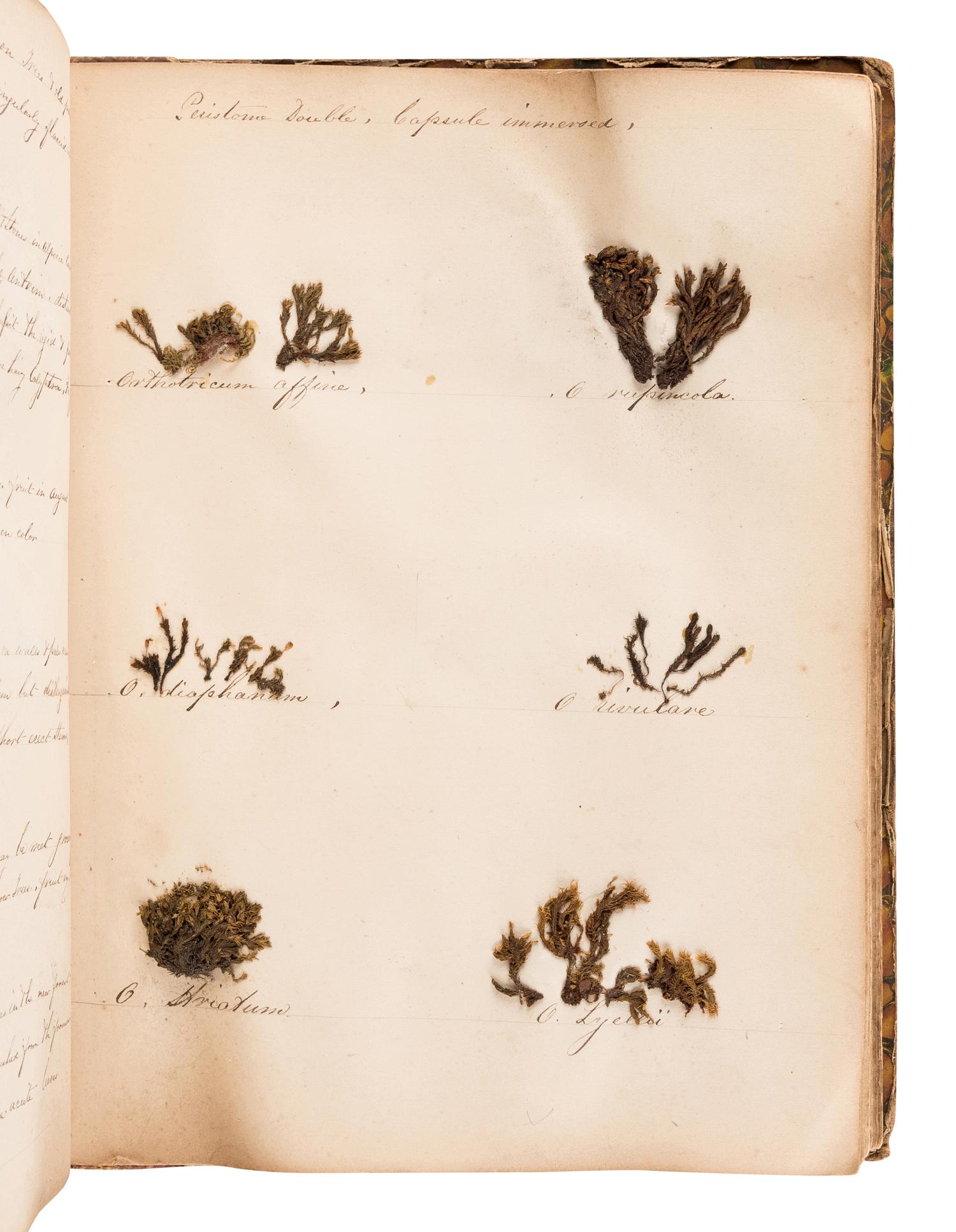 [SPECIMEN ALBUM - BRITISH MOSSES]. [PARNELL, William (1833-1906)]. "Preserved Specimens of British Mosses." [Dublin, ca 1850].