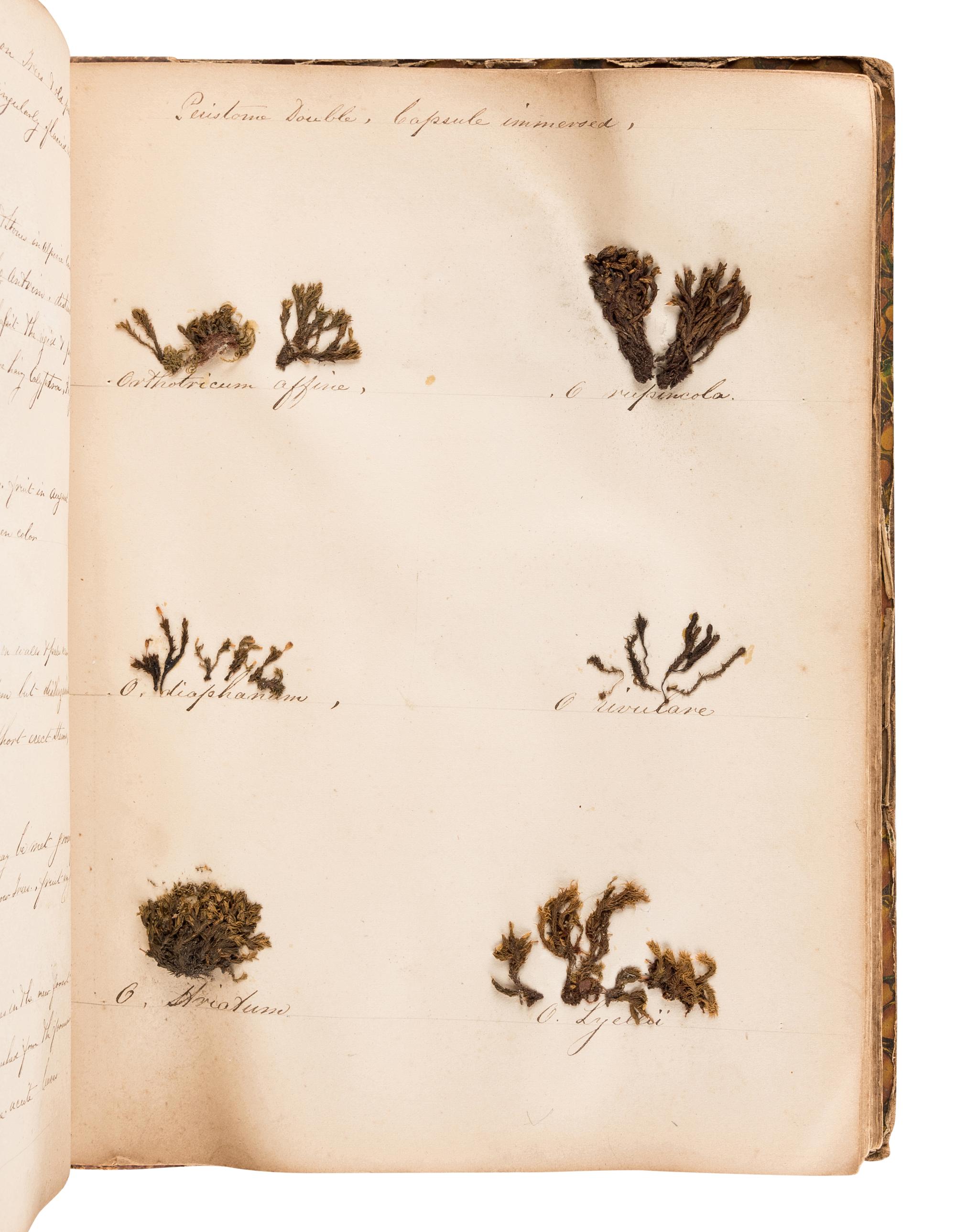 [SPECIMEN ALBUM - BRITISH MOSSES]. [PARNELL, William (1833-1906)]. "Preserved Specimens of British Mosses." [Dublin, ca 1850].