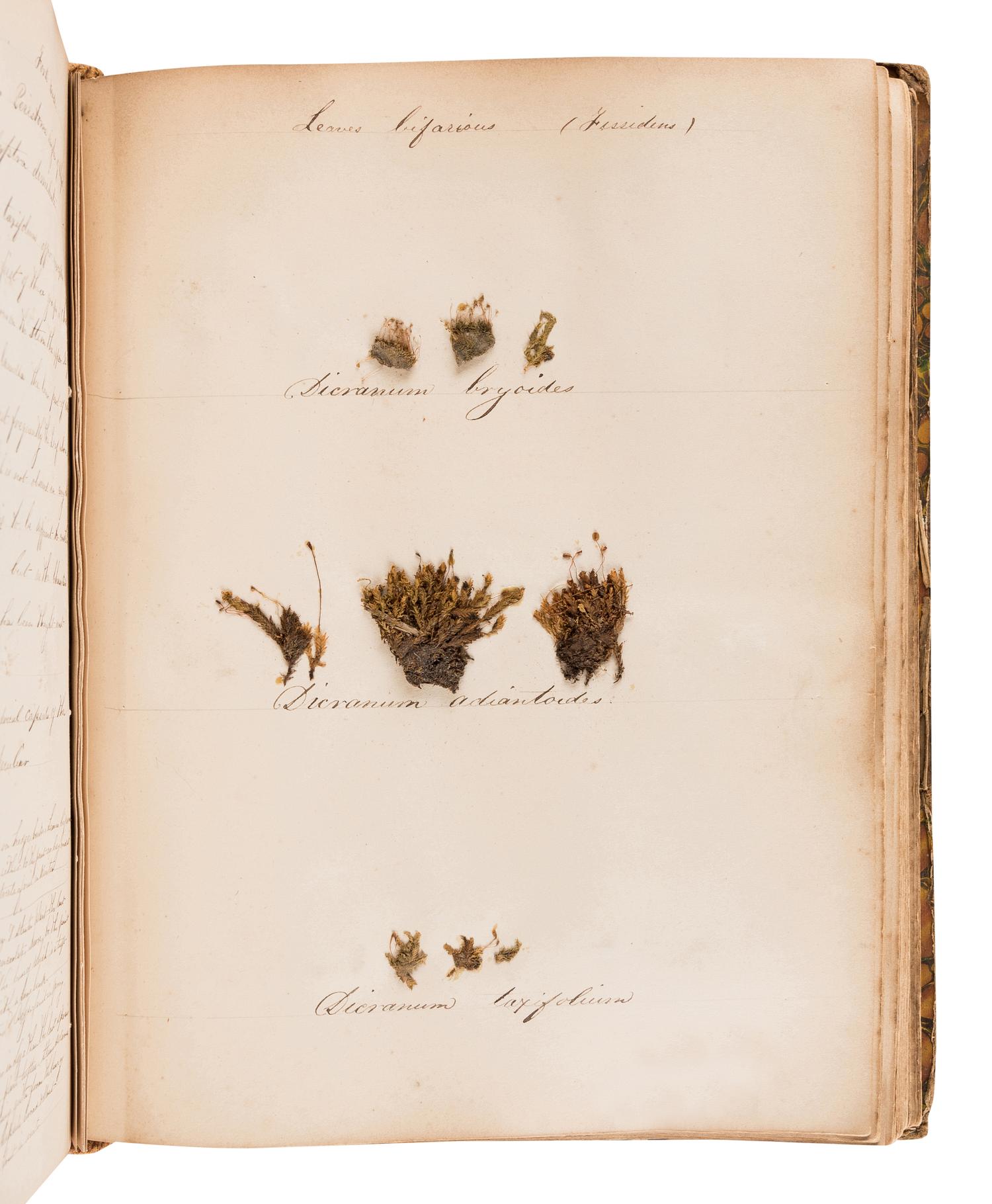 [SPECIMEN ALBUM - BRITISH MOSSES]. [PARNELL, William (1833-1906)]. "Preserved Specimens of British Mosses." [Dublin, ca 1850].