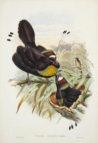 [NATURAL HISTORY]. GOULD, John W.