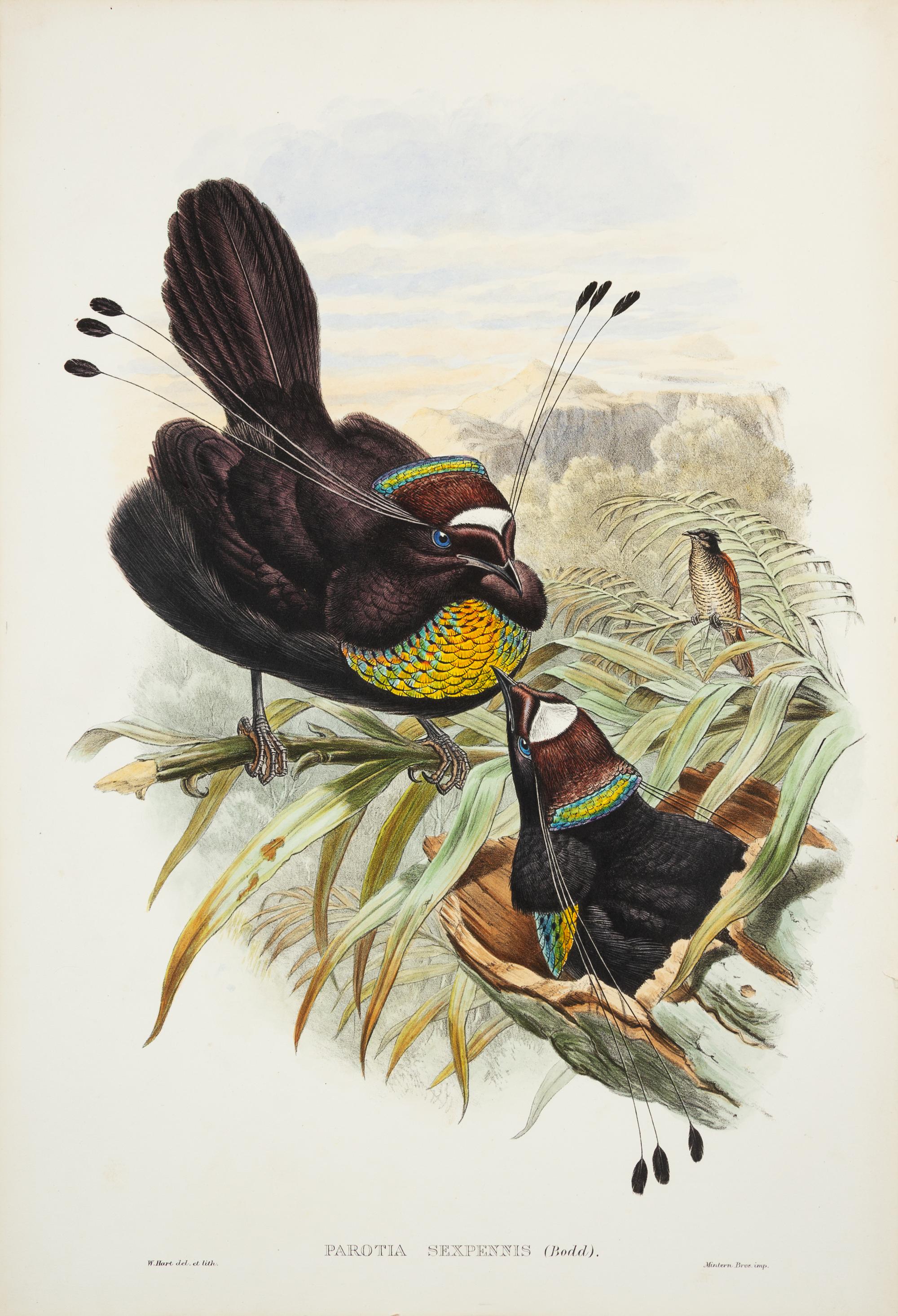 [NATURAL HISTORY]. GOULD, John W.