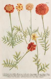 Johann Wilhelm Weinmann, (German/Polish, 1683-1741), Papaver Roseum, Papaver Rubo, and Tagates seu Caryphillus (three works)