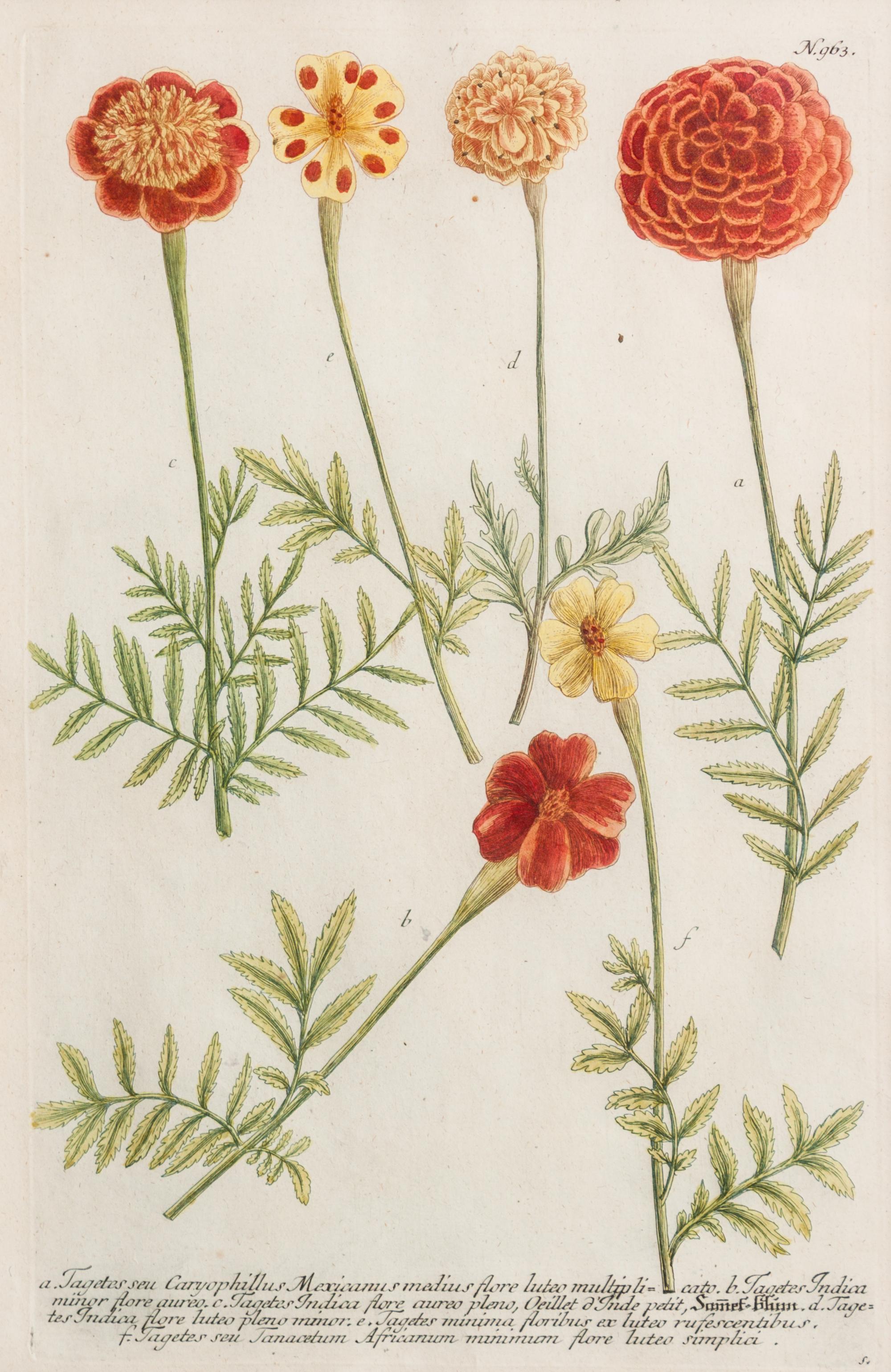 Johann Wilhelm Weinmann, (German/Polish, 1683-1741), Papaver Roseum, Papaver Rubo, and Tagates seu Caryphillus (three works)