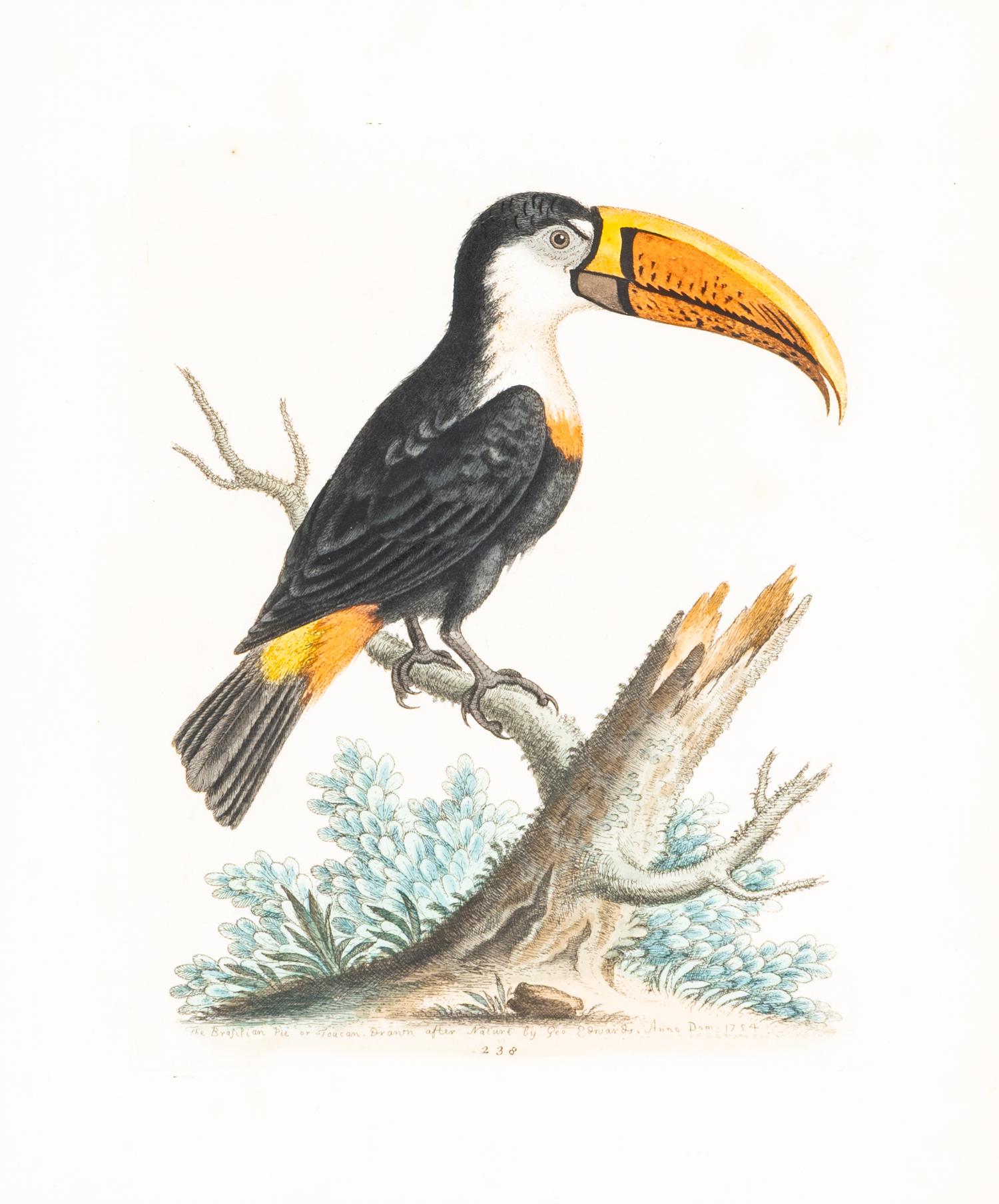 A Group of Nine Hand-Colored Engravings of Birds