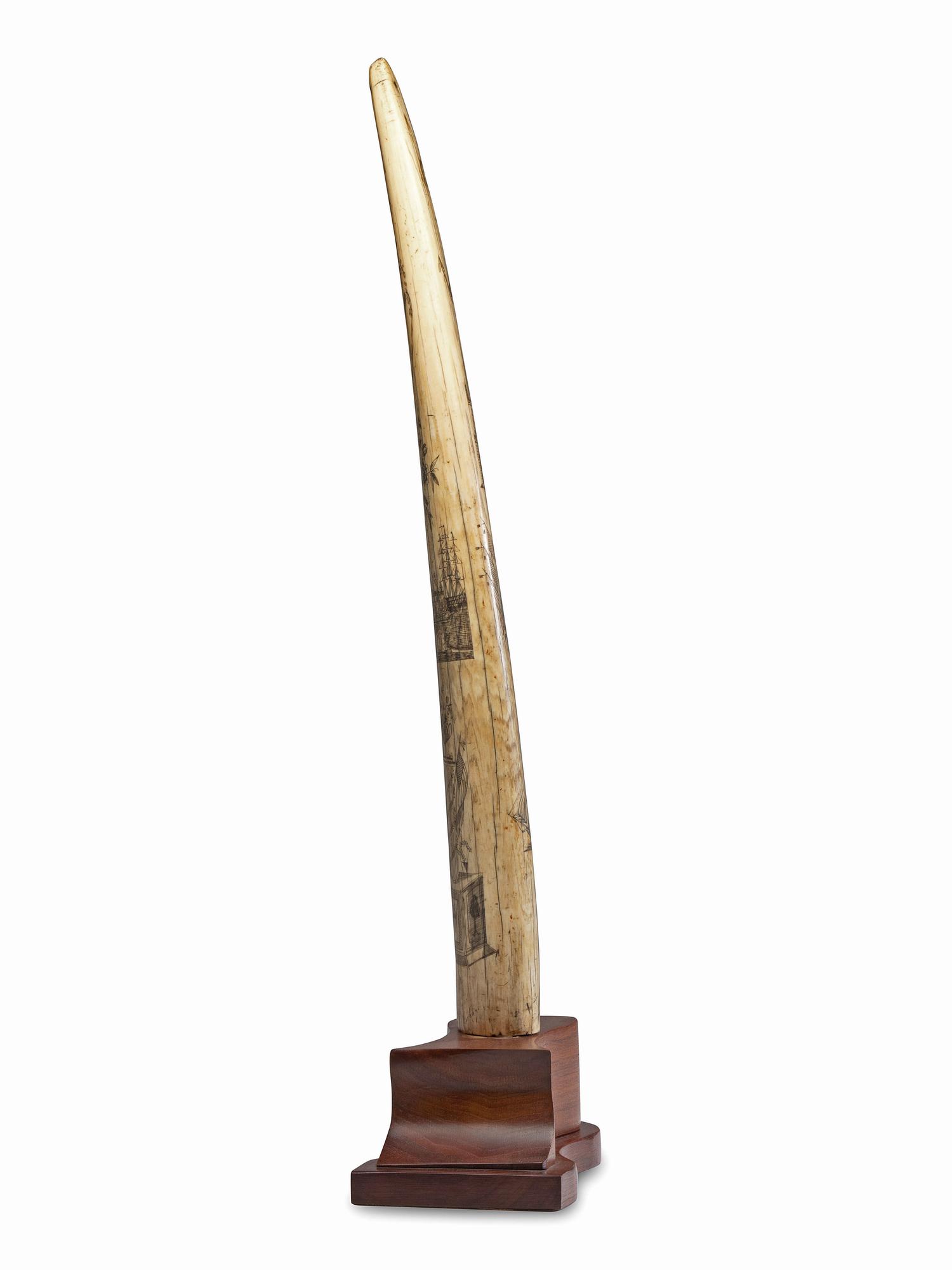 A Scrimshaw Walrus Tusk
