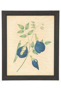 A Set of Eighteen Framed English Botanical Watercolor Illustrations