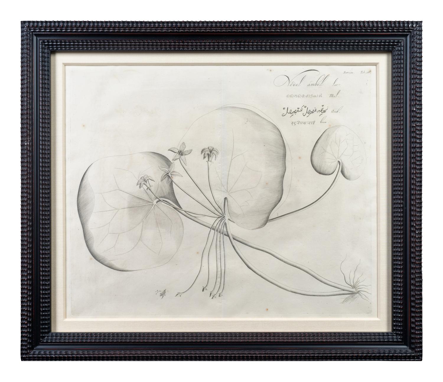 A Set of Six Framed Botanical Engravings