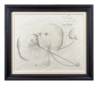 A Set of Six Framed Botanical Engravings