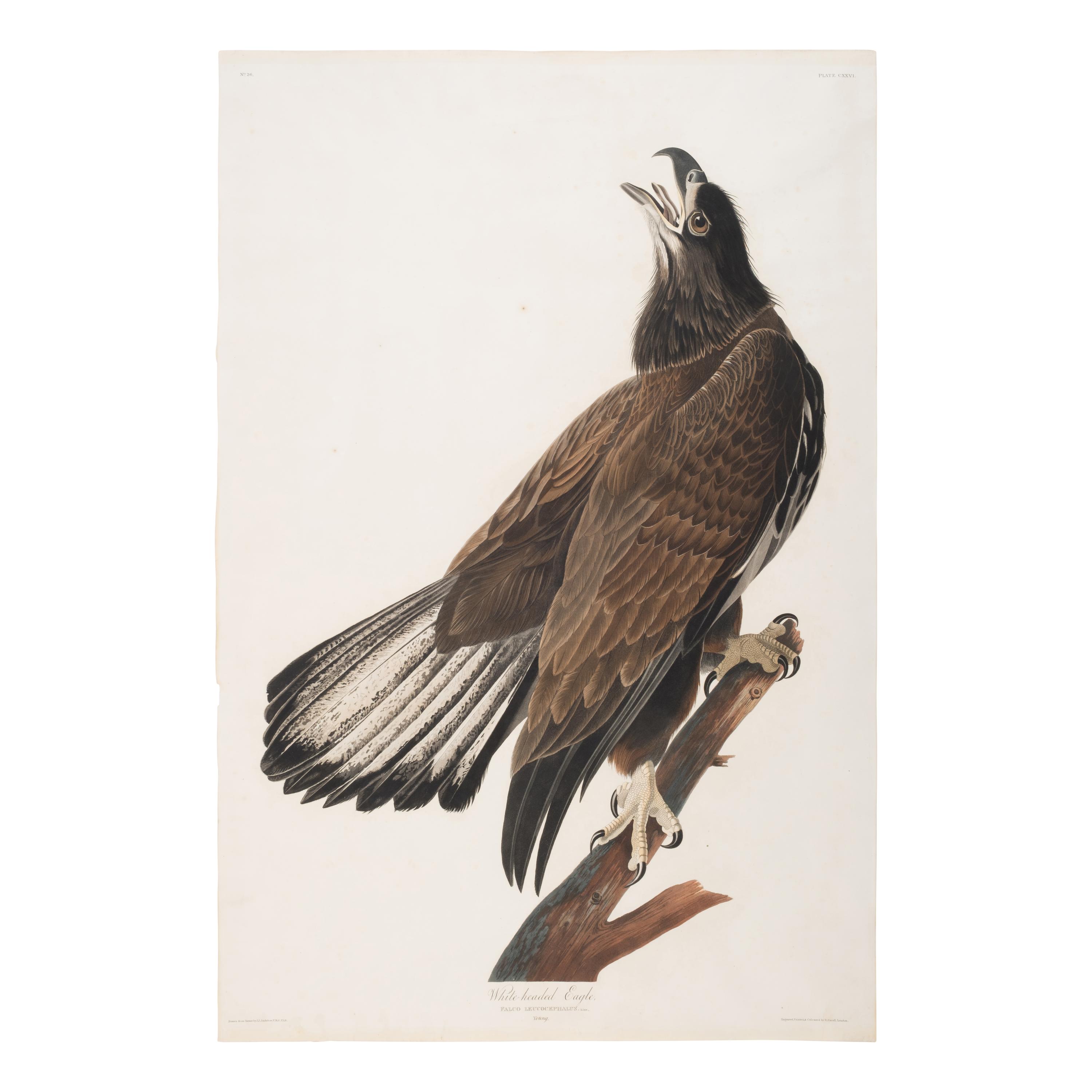 Audubon, John James (1785-1851). White-Headed Eagle (Plate CXXVI) Falco Leucocephalus