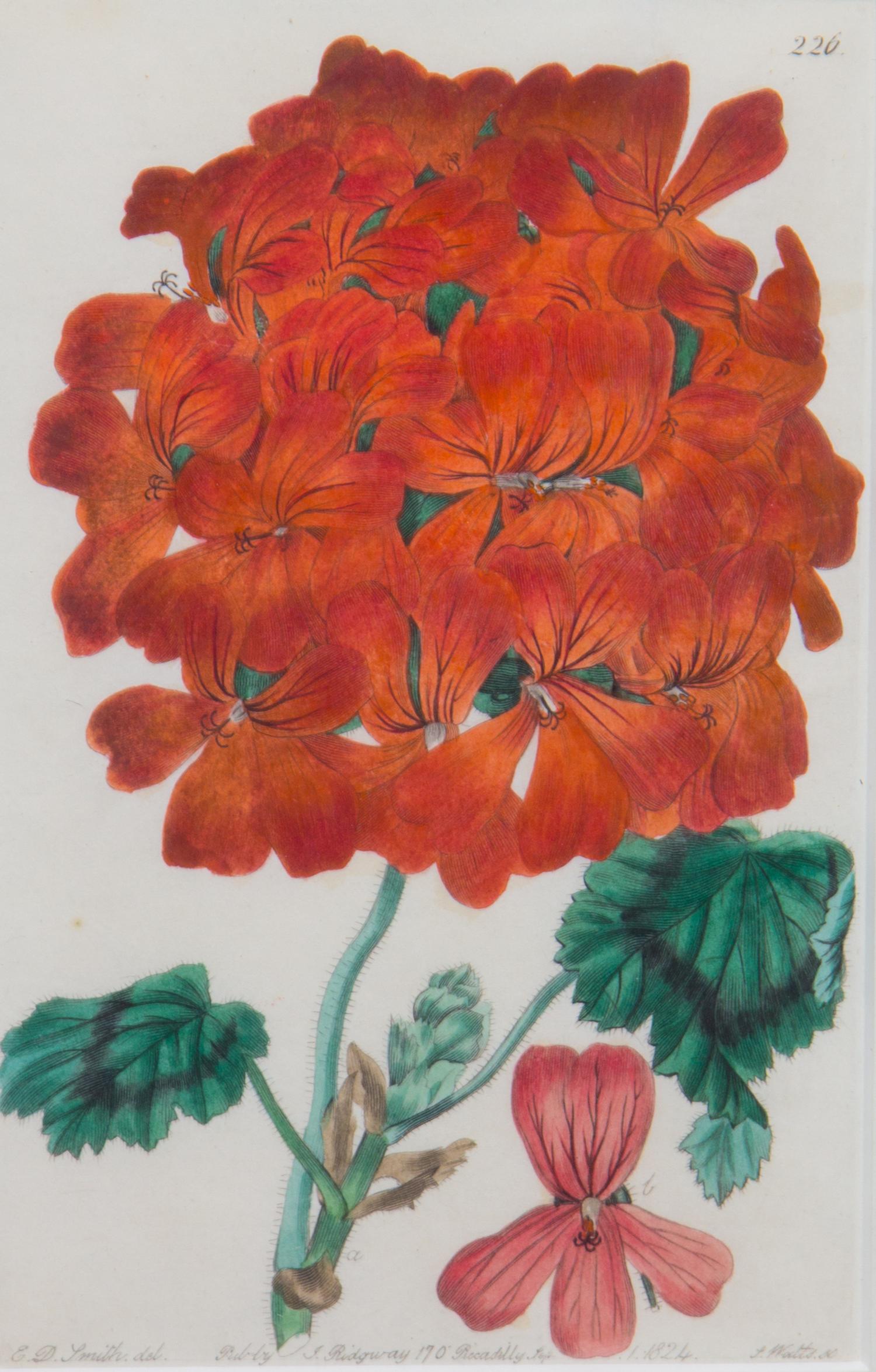 A Collection of Handcolored Botanical Engravings Height of largest frame 14 1/4 x width 12 1/4 inches.