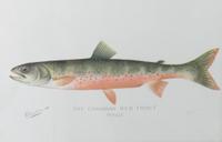 Six Chromolithograph Trout Prints, S. F. Benton Height 7 x with 11 inches — LATE 18TH CENTURY