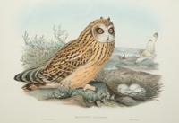 Four Ornithological prints from John Goulds Birds of Great Britain — 19TH CENTURY