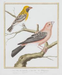 A Group of Six Hand-Colored Ornithological Engravings Height of each plate 9 1/2 x width 7 1/4 inches. — 20TH CENTURY