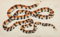 Seven Intaglio Prints of Reptiles