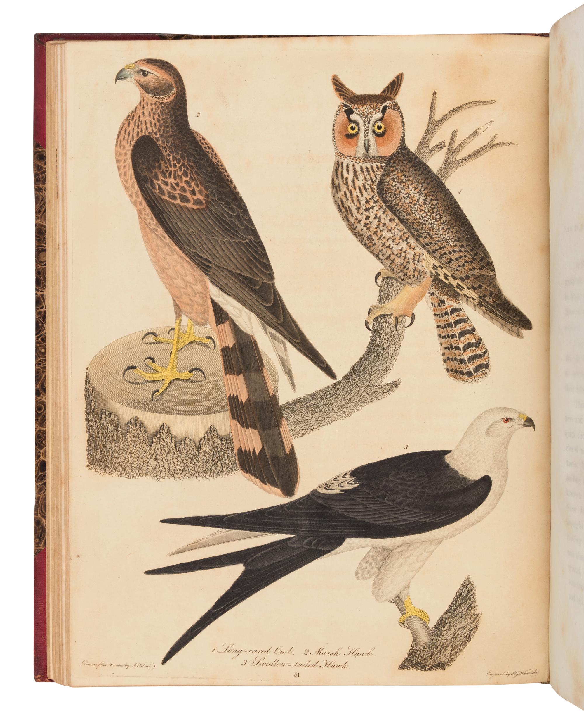 Wilson, Alexander. American Ornithology; or, The Natural History of the Birds of the United States . (With) Bonaparte, Charles Lucian. American Ornithology; Or, the Natural History of Birds Inhabiting the United States. Not Given by Wilson ...