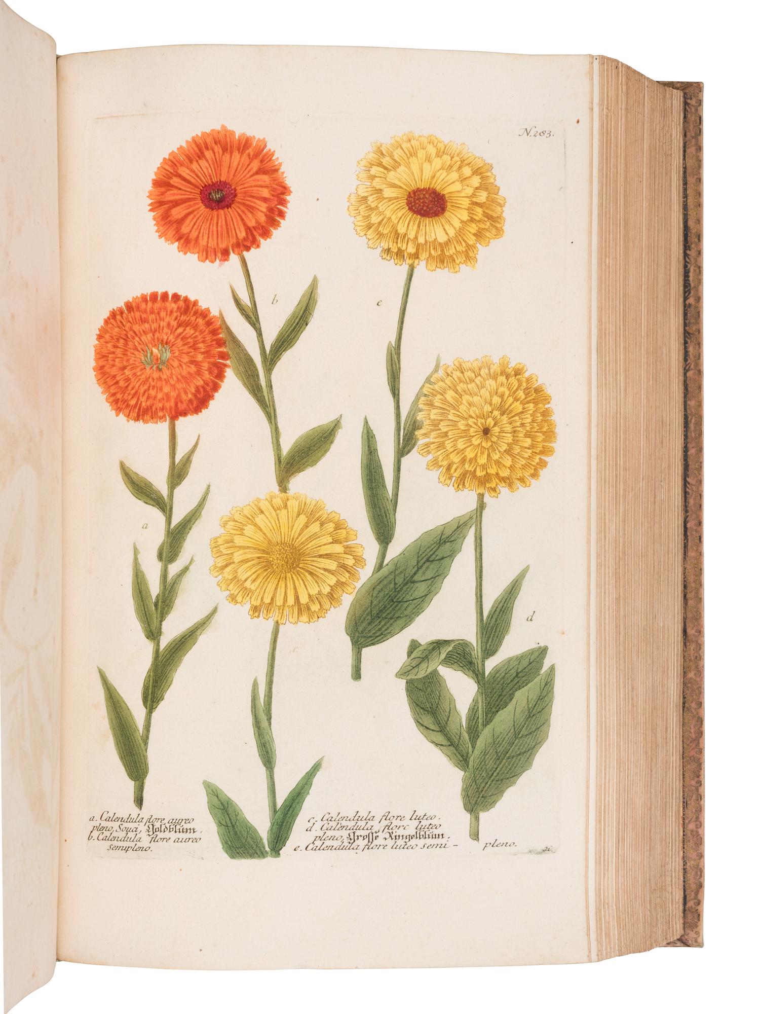 [NATURAL HISTORY]. WEINMANN, Johann Wilhelm (1683-1741). Phytanthoza - Iconographia, oder eigentliche Vorstellung etlicher tausend, wo wohl einheimisch als Ausländischer…. Regensburg: Hieronymo Lenz, 1739.