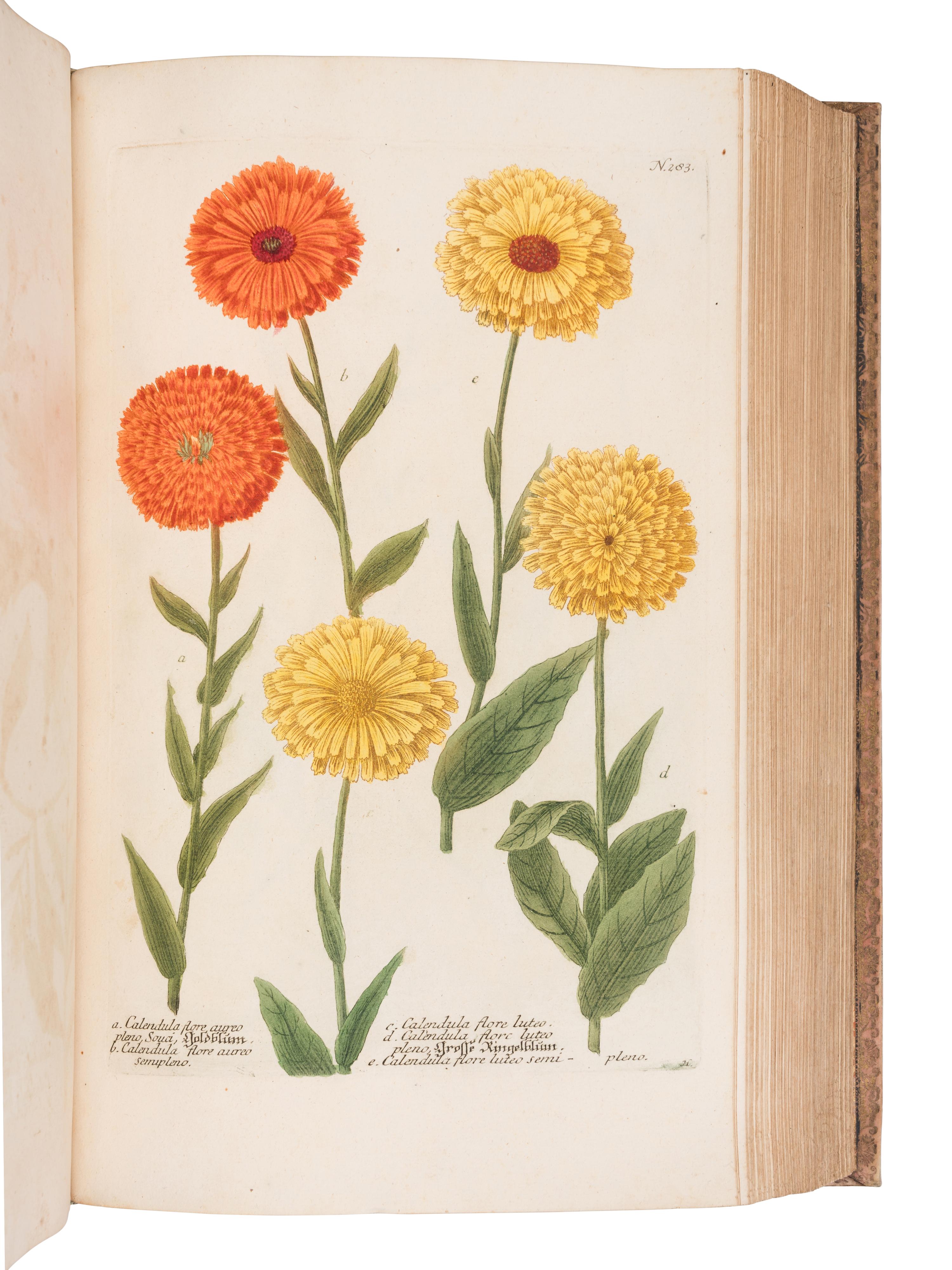 [NATURAL HISTORY]. WEINMANN, Johann Wilhelm (1683-1741). Phytanthoza - Iconographia, oder eigentliche Vorstellung etlicher tausend, wo wohl einheimisch als Ausländischer…. Regensburg: Hieronymo Lenz, 1739.