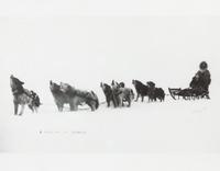 Eight Photographs of Alaskan Dog Sledding Each: 11 x 14 inches.