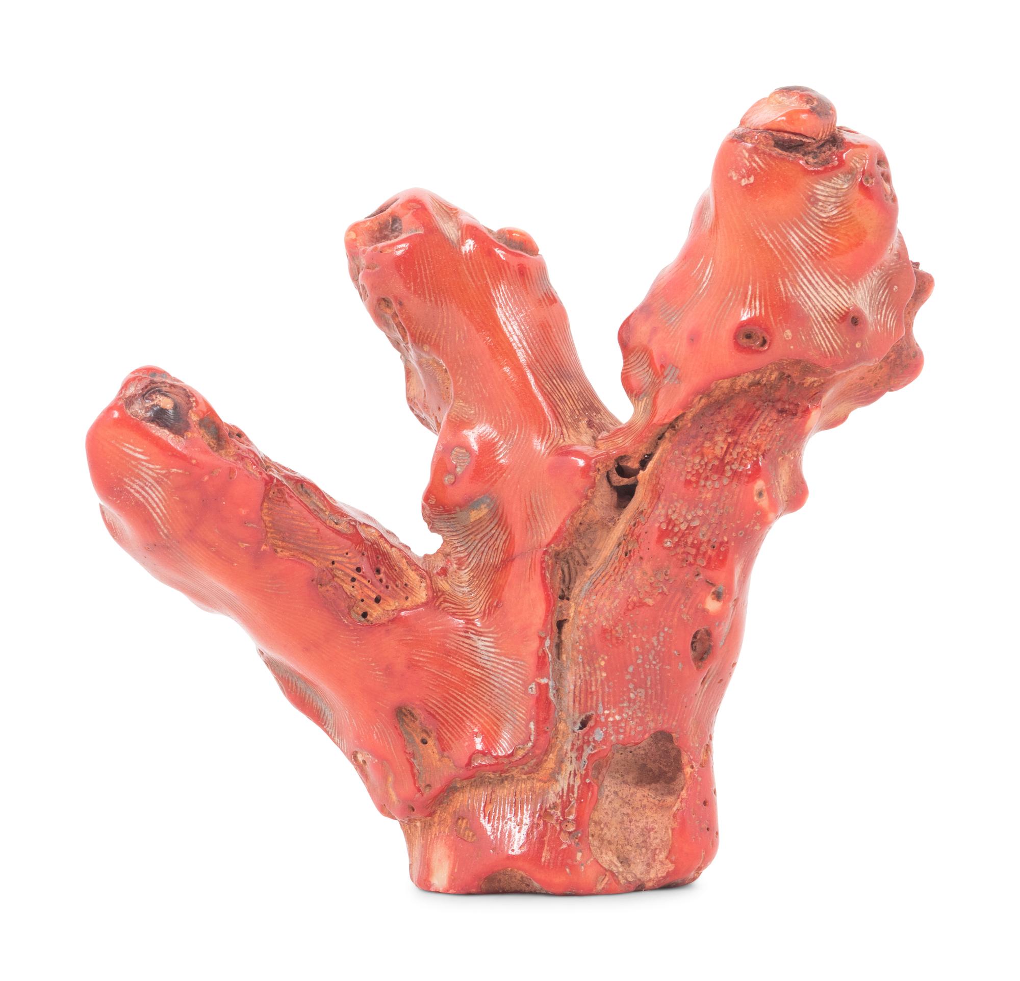 A Coral Specimen