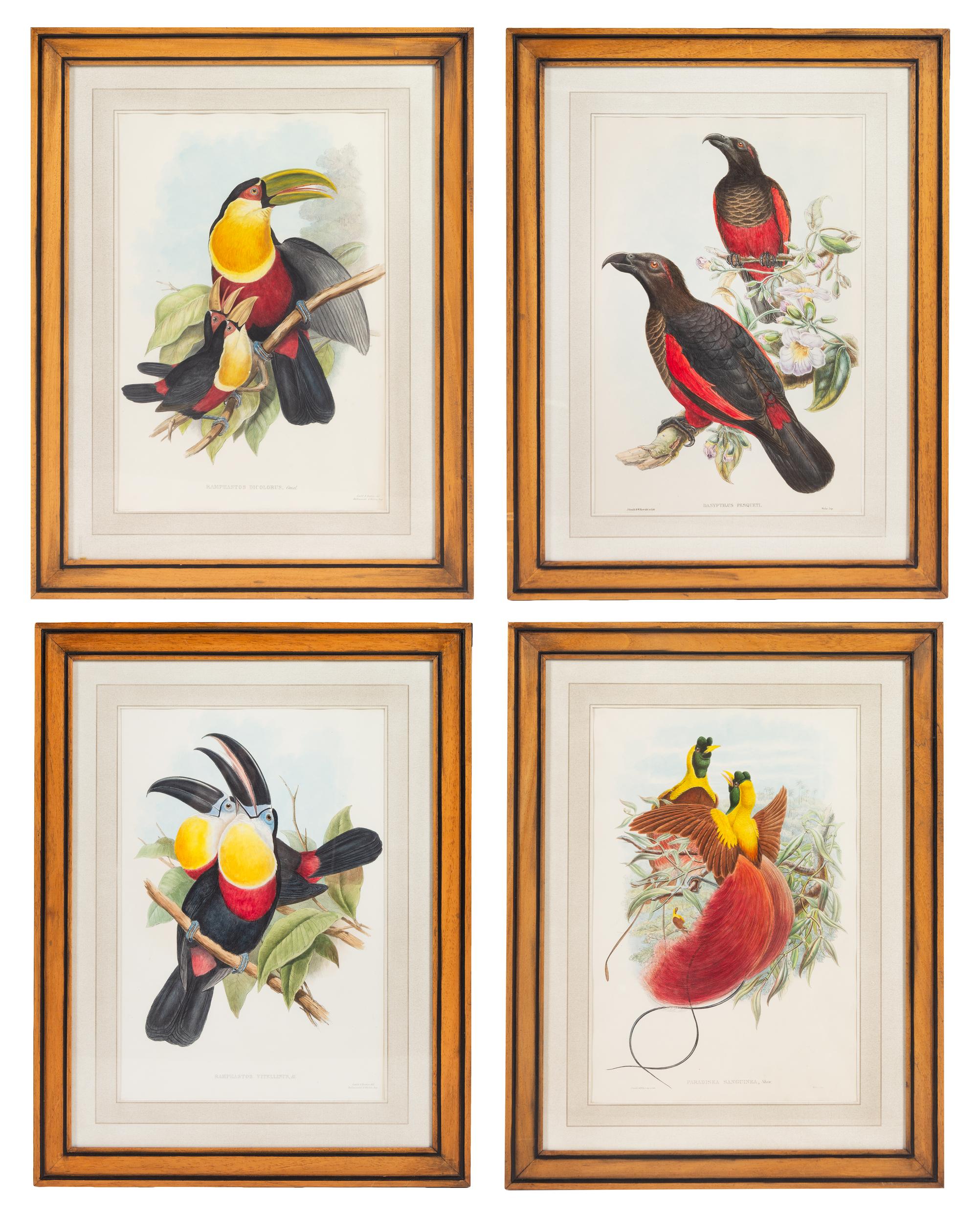 John Gould and Henry Constantine Richter (British, 19th Century)