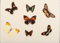 Three Framed Groups of Lepidopterological Specimens