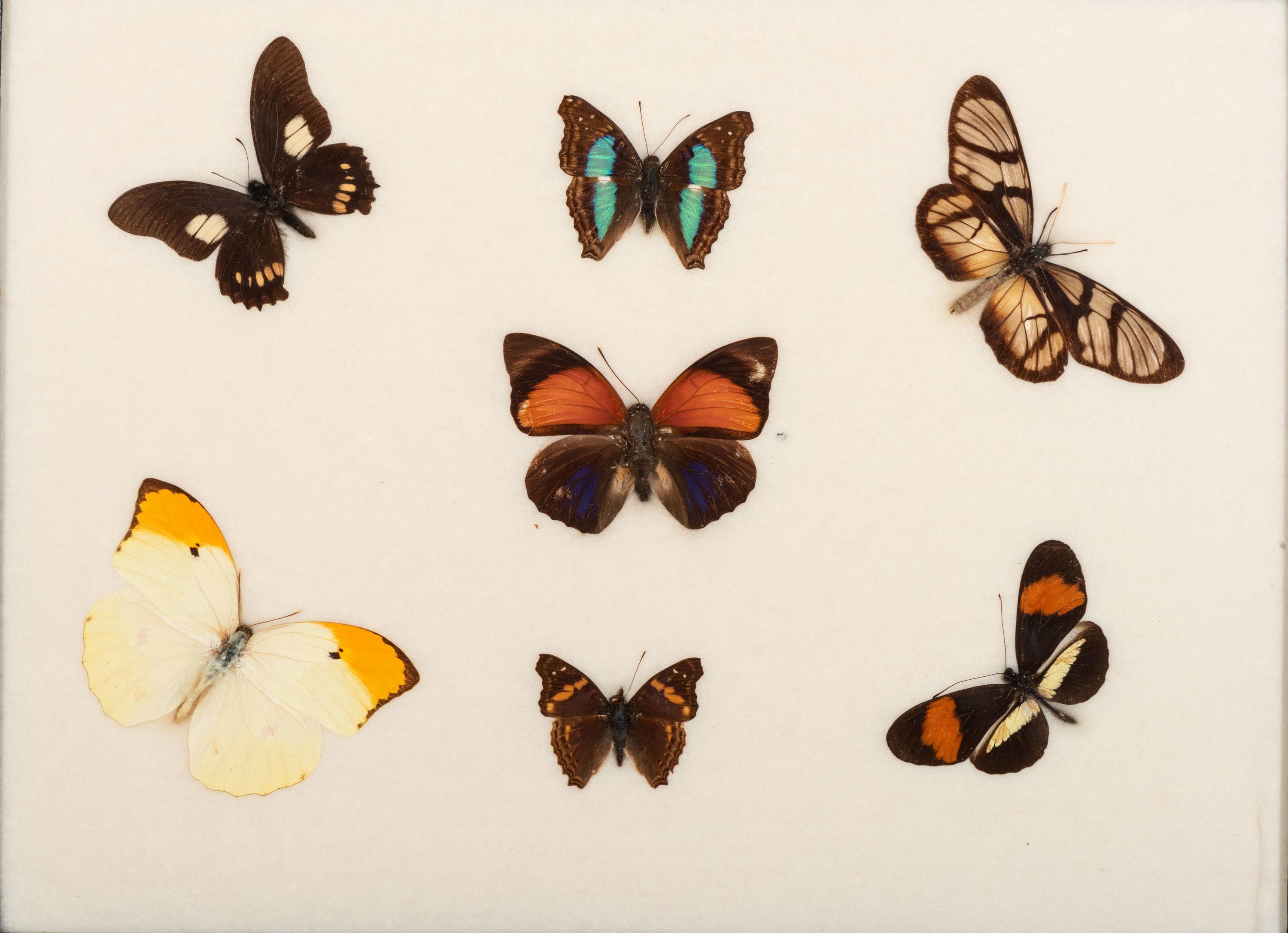 Three Framed Groups of Lepidopterological Specimens