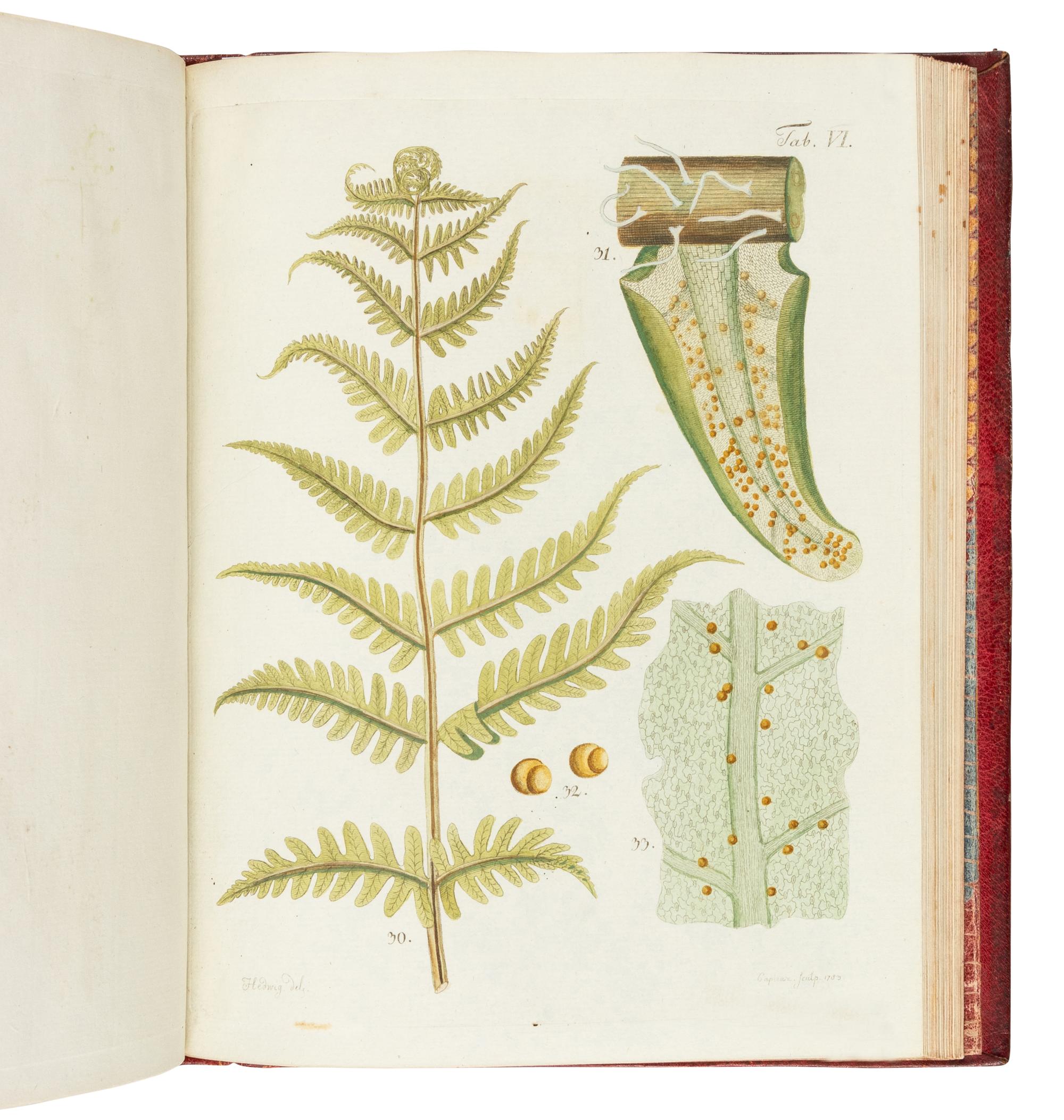 HEDWIG, Johann (1730-1799). Theoria Generationis et Fructificationis Plantarum Cryptogamicarum . St. Petersburg: typis Academiae Imper. Scientiarum, 1784.