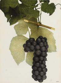 A Group of Six Grape Prints