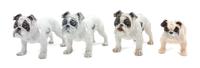 A Group of Four Porcelain Bulldogs Width of widest 7 1/2 inches.