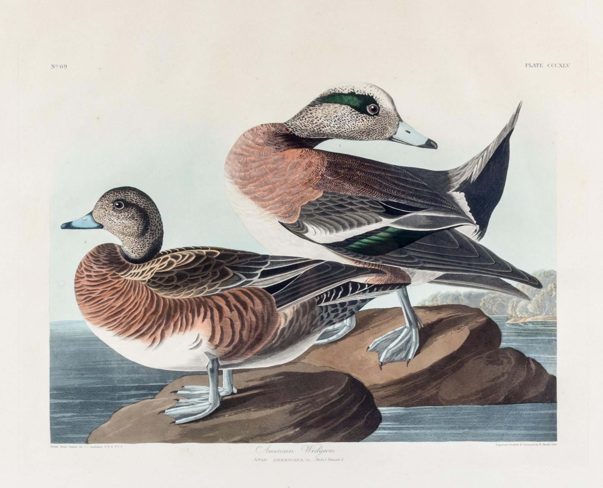 (AUDUBON, JOHN JAMES, after) HAVELL, ROBERT American Widgeon, plate CCXLV, no. 69
